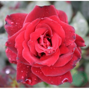 RABATTROS BARKAROLE BARROT RÖD 