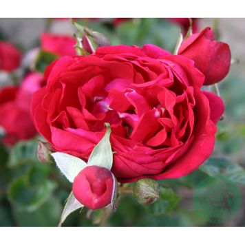 BUSKROS CAPRICIA RENAISSANCE BARROT RÖD 5-PACK