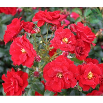 MARKTÄCKANDE ROS AUSTRIANA BARROT RÖD 10-PACK