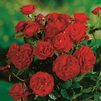 BUSKROS CARL PHILIP BARROT RÖD 5-PACK