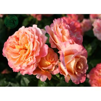 MARKTÄCKANDE ROS AUGUSTA LUISE BARROT ROSA 5-PACK