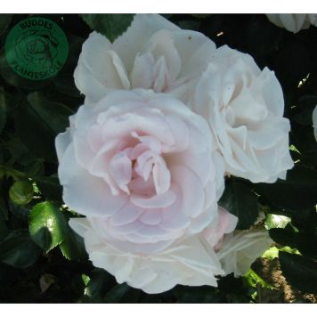 BUSKROS ASPIRIN ROSE  BARROT VIT 10-PACK