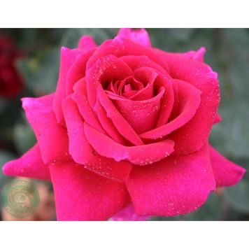 MARKTÄCKANDE ROS BIG PURPLE BARROT LILA 5-PACK