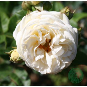 BUSKROS ARTEMIS BARROT VIT 5-PACK