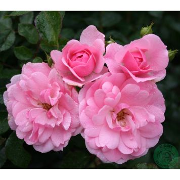 KLÄTTERROS CLIMBING BONICA BARROT ROSA