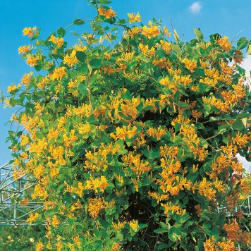 KLÄTTERVÄXT TELLMANSKAPRIFOL ORANGE KRUKODLAD 5-PACK