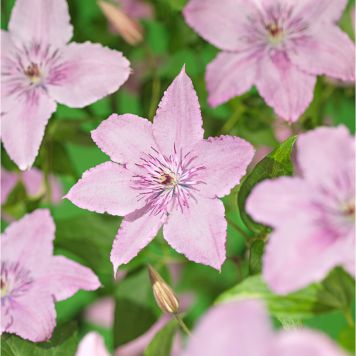 KLÄTTERVÄXT KLEMATIS HAGLEY HYBRID ROSA KRUKODLAD 3-PACK