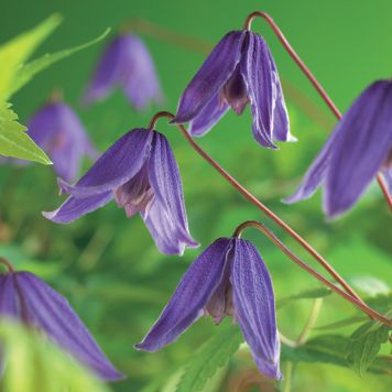 KLÄTTERVÄXT KLEMATIS HELSINGBORG BLÅVIOLETT KRUKODLAD