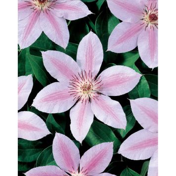 KLÄTTERVÄXT KLEMATIS JAN PAWEL II VIT KRUKODLAD 3-PACK