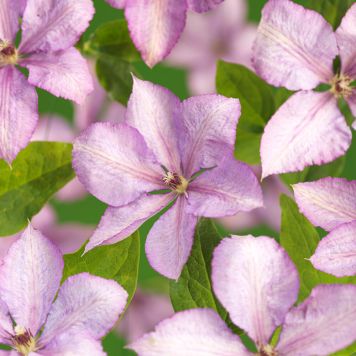 KLÄTTERVÄXT KLEMATIS MARGARET HUNT ROSALILA KRUKODLAD