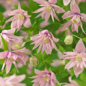 KLÄTTERVÄXT KLEMATIS MARKHAM'S PINK ROSA KRUKODLAD