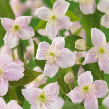 KLÄTTERVÄXT KLEMATIS MAYLEEN LJUSROSA KRUKODLAD