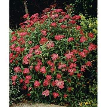 BUSKE ROSENSPIREA KARMINRÖD 20-40CM 3-PACK