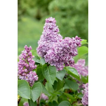 BUSKE SYRÉN BLÅLILA 10-PACK