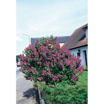 BUSKE SYRÉN PURPURLILA 3-PACK