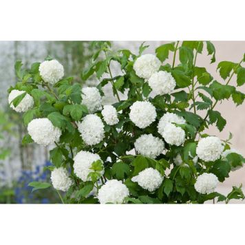 BUSKE SNÖBOLLSBUSKE VIT 10-PACK