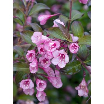 BUSKE ROSENPRAKTTRY MÖRKROSA 25-40CM 10-PACK