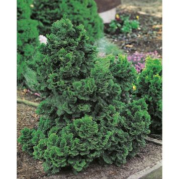 BARRVÄXT DVÄRGCYPRESS JAPANSK GRÖN 20-25 CM 5-PACK
