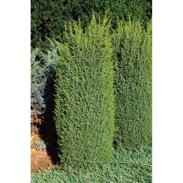 BARRVÄXT TRÄD-EN BLÅGRÅ/GRÖN 30-35CM 10-PACK