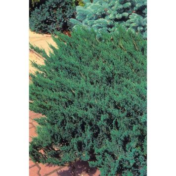 BARRVÄXT KRYP-EN AMERIKANSK BLÅGRÖN 25-30 CM 3-PACK