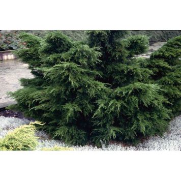 BARRVÄXT TRÄDGÅRDS-EN SMARAGDGRÖN 30-35CM 10-PACK