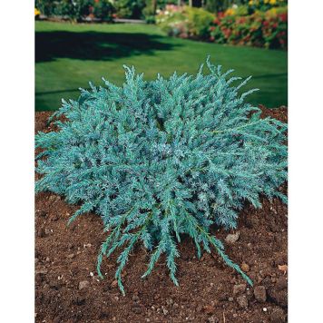 BARRVÄXT HIMALAYA-EN BLÅGRÅ 30-35CM 10-PACK