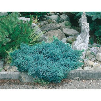 BARRVÄXT HIMALAYA-EN BLÅGRÅ 20-25 CM 3-PACK