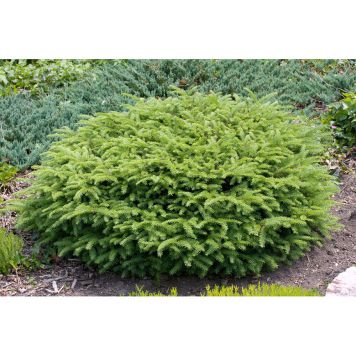 BARRVÄXT FÅGELBOGRAN LJUSGRÖN 25-30CM 10-PACK