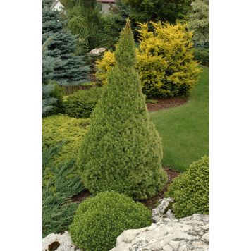 BARRVÄXT SOCKERTOPPSGRAN GRÅGRÖN 40-50CM 5-PACK