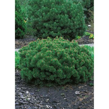 BARRVÄXT BERGTALL LITEN MÖRKGRÖN 20-25CM 3-PACK