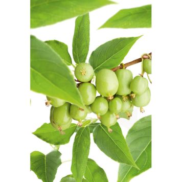 MINIKIWI FRUKTVÄXT 30-50CM 3-PACK