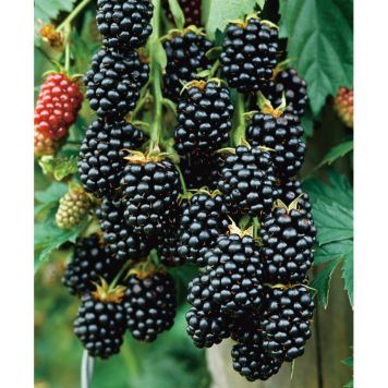 BÄRBUSKE BJÖRNBÄR 30-50CM 5-PACK KRUKODLAD