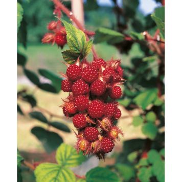 BÄRBUSKE VINHALLON 30-50CM 10-PACK KRUKODLAD