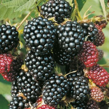 BÄRBUSKE FLIKBJÖRNBÄR 30-50CM 5-PACK KRUKODLAD