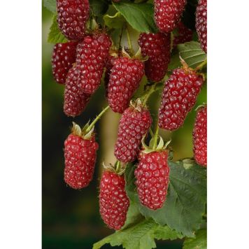 BÄRBUSKE BJÖRNBÄRSHALLON 30-50CM 3-PACK KRUKODLAD