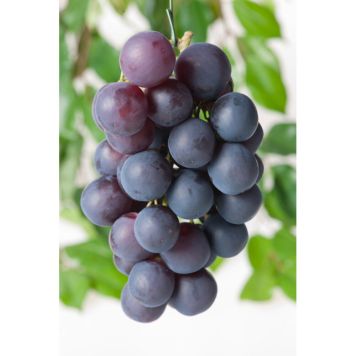 VINRANKA BLÅ DRUVA 30-50CM 3-PACK KRUKODLAD