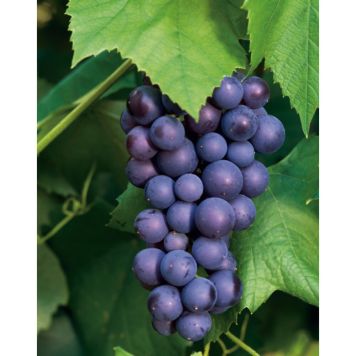 VINRANKA BLÅ DRUVA BOSKOOP GLORY 30-50CM 5-PACK KRUKODLAD