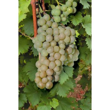 VINRANKA GRÖN DRUVA HIMROD 30-50CM 5-PACK KRUKODLAD