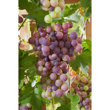 VINRANKA RÖD DRUVA VANESSA 30-50CM 3-PACK KRUKODLAD