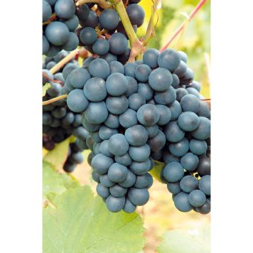 VINRANKA BLÅ DRUVA RONDO KRUKODLAD 3-PACK