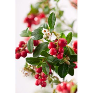 BÄRBUSKE LINGON KORALLE 20-30CM 5-PACK