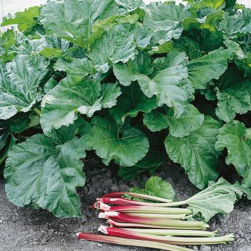 RABARBER RHEUM RHABARBARUM ELMBLITZ KRUKODLAD 5-PACK