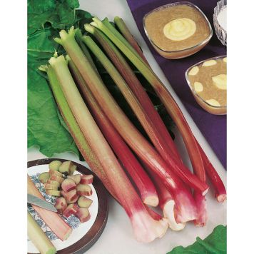 RABARBER RHEUM RHABARBARUM VICTORIA KRUKODLAD 3-PACK