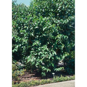 BÄRBUSKE SVART MULLBÄR 30-50CM KRUKODLAD 10-PACK