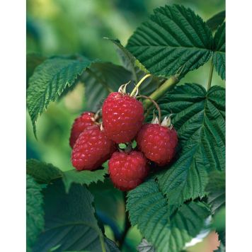 BÄRBUSKE MÖRKRÖTT HÖSTHALLON 30-50CM KRUKODLAD 5-PACK