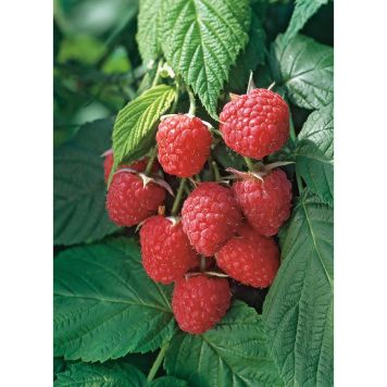 BÄRBUSKE MÖRKRÖTT HÖSTHALLON 30-50CM KRUKODLAD 10-PACK