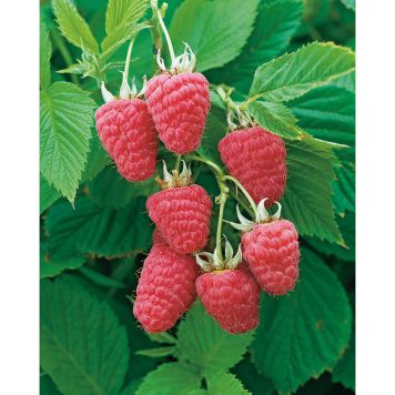 BÄRBUSKE LJUSRÖTT TRÄDGÅRDSHALLON 30-50CM KRUKODLAD 5-PACK