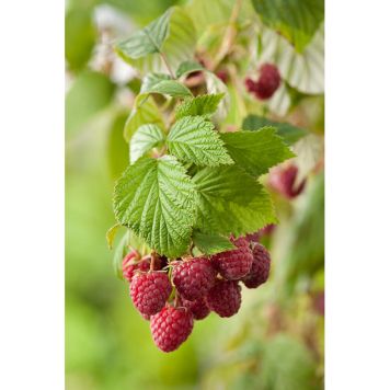 BÄRBUSKE KLARRÖTT TRÄDGÅRDSHALLON 30-50CM KRUKODLAD 5-PACK