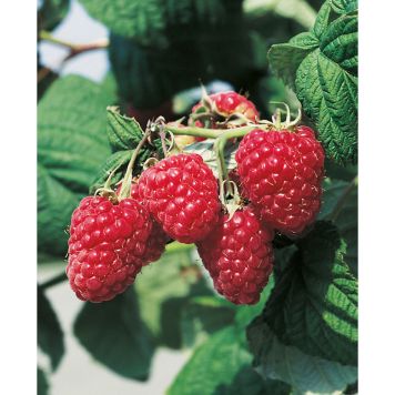 BÄRBUSKE LJUSRÖTT TRÄDGÅRDSHALLON 30-50 CM KRUKODLAD 3-PACK