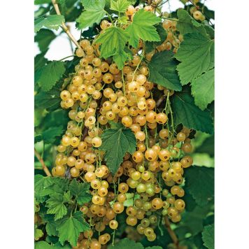 BÄRBUSKE GULVITA VINBÄR 30-50CM KRUKODLAD 3-PACK